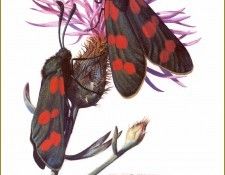 PO PButBr 21 Zygaena Filipendulae. Brenders, 