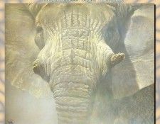 ZaneScans RB Safari SWD 001. Bateman, 