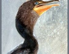 D50-AWE006-RB-Cormorant 1. Bansemer, 