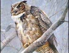 lrsRBB059BatemanRobert-GreatHornedOwl. Bateman, 