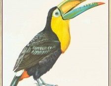 BarrettPeter SulphurBreastedToucan-We. , 