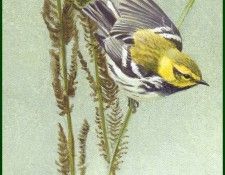 lrsRBB043BatemanRobert-BlackThroatedGrnWarbler. Bateman, 
