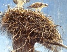 Birds 24 Fledgling Osprey, 2001 Robert Bateman sqs. Bateman, 