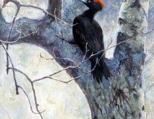 Birds 60 Black Woodpecker, 2001 Robert Bateman sqs. Bateman, 