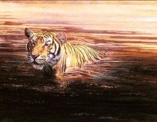 Bamrah Dharbinder S Indian Summer A Tiger. Bamrah, Dharbinder 