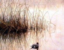 Birds 29 Morning Calm, 1999 Robert Bateman sqs. Bateman, 