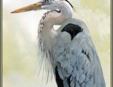 D50-AWE046-BR-Great Blue Heron 4. Bansemer, 
