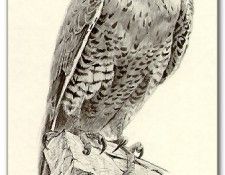 BatemanRobert-PeregrineFalconSketch-sj. Bateman, 