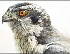 lrsRBB056BatemanRobert-Goshawk. Bateman, 