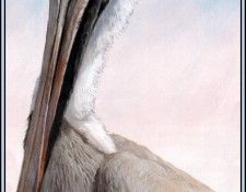 D50-AWE095-BR-Brown Pelican 10. Bansemer, 