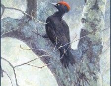 lrsRBB087BatemanRobert-BlackWoodpecker. Bateman, 