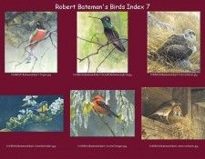 lrsrBatemanBirdsIdx07. Bateman, 