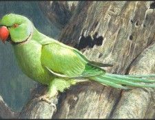 lrsRBB092BatemanRobert-RoseRingedParakeet. Bateman, 