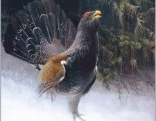 lrsRBB085BatemanRobert-Capercaillie. Bateman, 