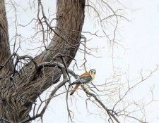 kb Bateman Winter Elm American Kestrel. Bateman, 