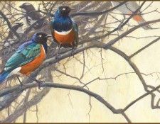 lrsRBB098BatemanRobert-Starlings. Bateman, 