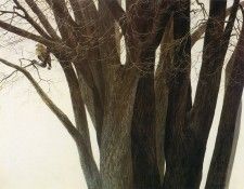 kb Bateman Rough legged Hawk in Elm. Bateman, 