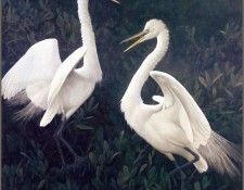 lrsRBB072BatemanRobert-GreatEgret. Bateman, 