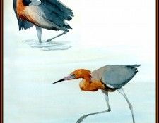 D50-AWE028-BR-Reddish Egret 2. Bansemer, 