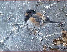 lrsRBB009BatemanRobert-Junco. Bateman, 