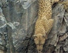 kb Bateman Robert-Rockface Descent. Bateman, 