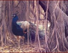 lrsRBB096BatemanRobert-Peacock. Bateman, 