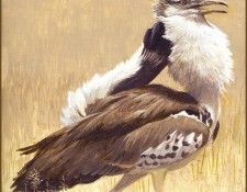 lrsRBB099BatemanRobert-KoriBustard. Bateman, 