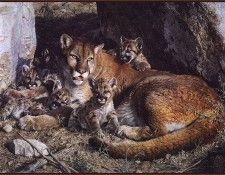lrsBendersCarl-Rockycampcougarfamily. , 
