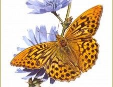 PO PButBr 10 Argynnis Paphia. Brenders, 