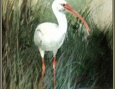 D50-AWE071-RB-White Ibis 3. Bansemer, 
