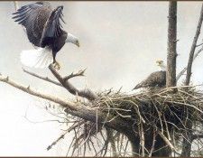 lrsRBB004BatemanRobert-TheReturnBaldEagle. Bateman, 