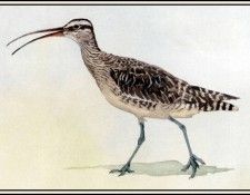D50-AWE112-BR-Whimbrel. Bansemer, 