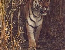 lrs Bateman R Tigerat Dawn. Bateman, 