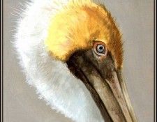 D50-AWE090-RB-Brown Pelican 5. Bansemer, 