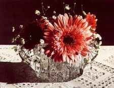 lrs Buer Barb Gerbera Daisy. Buer,  R