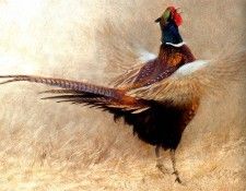 Birds 37 Ringneck Pheasant Crowing, 2001 Robert Bateman sqs. Bateman, 