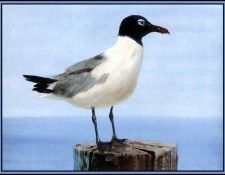 D50-AWE039-RB-Laughing Gull 1(Summer). Bansemer, 