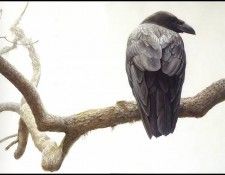 lrsRBB025BatemanRobert-Raven. Bateman, 