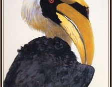 bs-na- Allen Blagden- Hornbill- I. , 