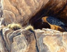 Birds 62 Lammergeier at Nest, 2001 Robert Bateman sqs. Bateman, 