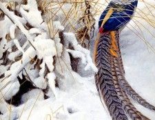 Birds 01 Lady Amherst Pheasant, 2001 Robert Bateman sqs. Bateman, 