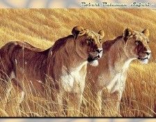 ZaneScans RB Safari SWD 018. Bateman, 