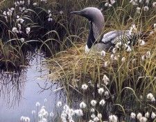 Bateman, Robert - Pacific Loon and Cottongrass (end. Bateman, 