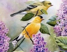 Susan Bourdet - Goldfinch and Lilacs, De. Bourdet, 