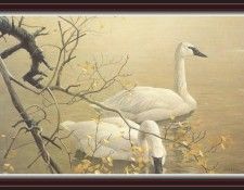 We SnF 022 BatemanR TrumpeterSwans. Bateman, 