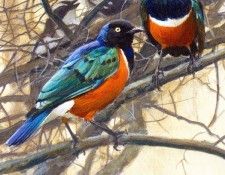 Birds 64 Superb Starlings in Acacia Tree, 2001 Robert Bateman sqs. Bateman, 