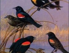 bs-na- Allan Brooks- Blackbirds And Orioles. , 