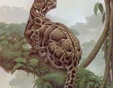 lrs Bierly Edward Clouded Leopard. Bierly, 