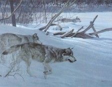 kb Bateman Wolf Pack in Moonlight. Bateman, 