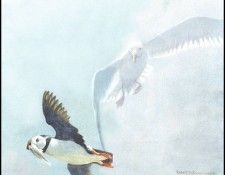 lrsRBB067BatemanRobert-PuffinandGull. Bateman, 